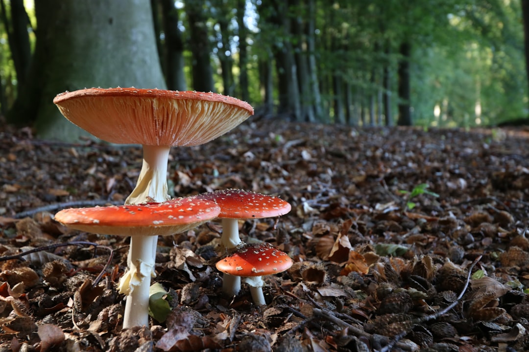 Photo Mushroom extract