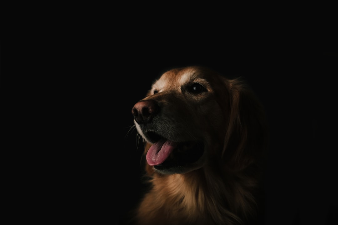 Photo Dog with stomach pain
