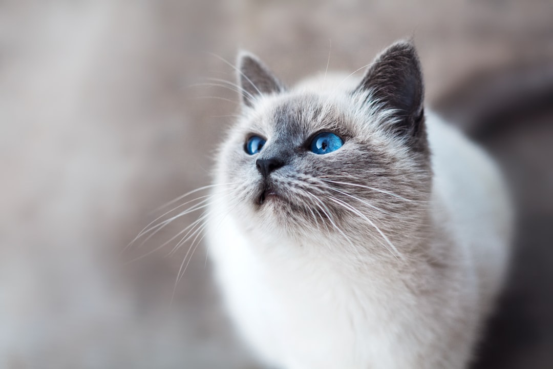 Photo Cat with swollen throat