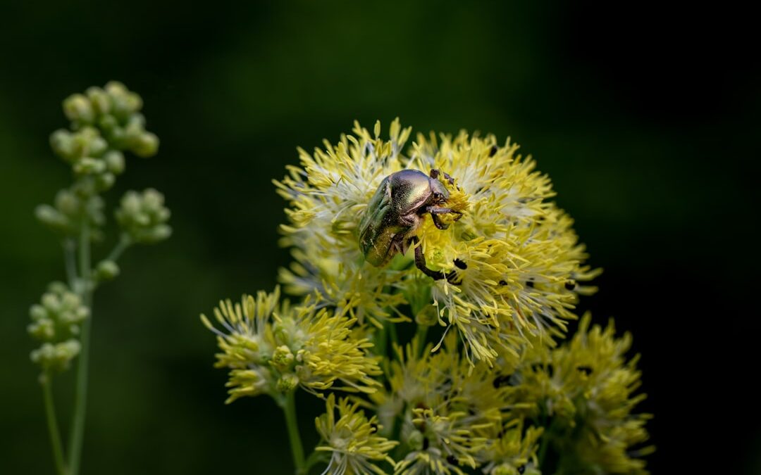 Photo Pollen mask