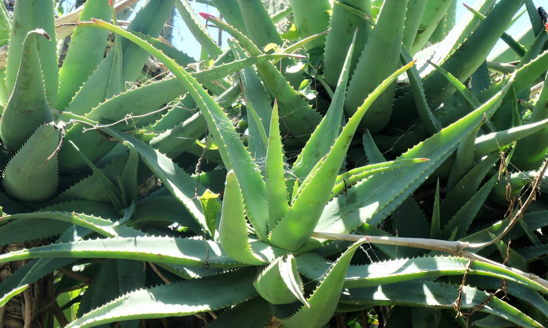 Photo Aloe vera