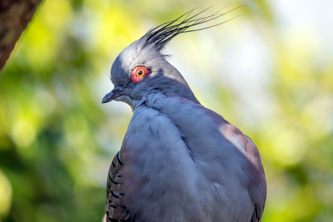 Photo Red eyes