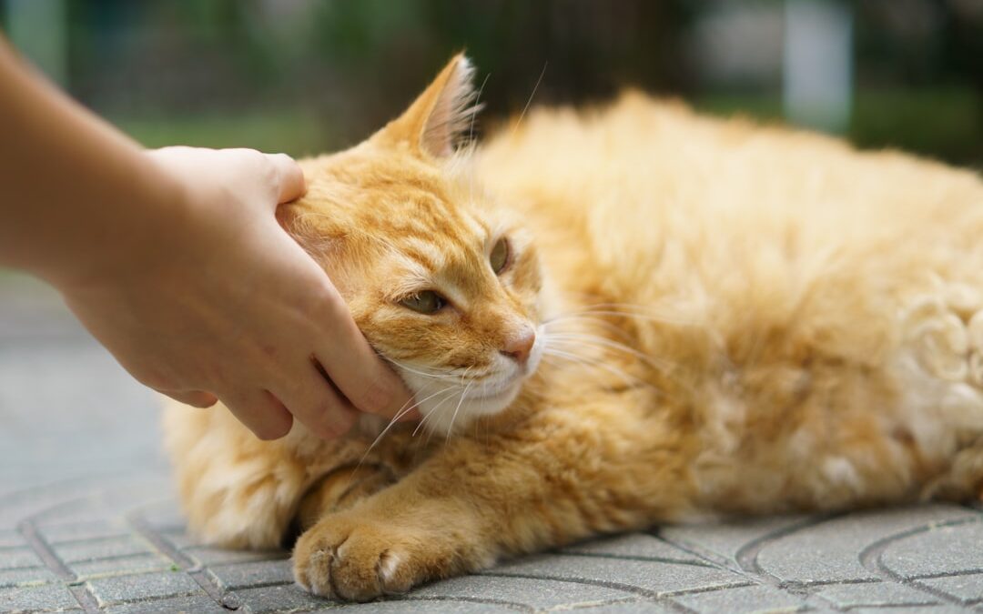 Photo Veterinary care