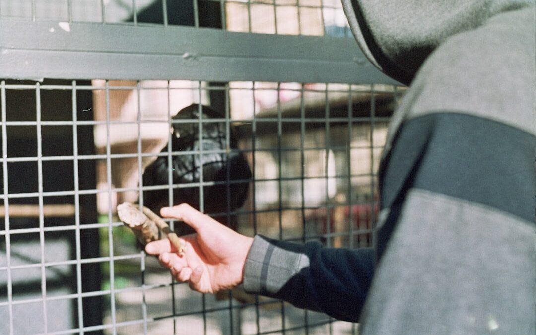 Photo Animal therapy