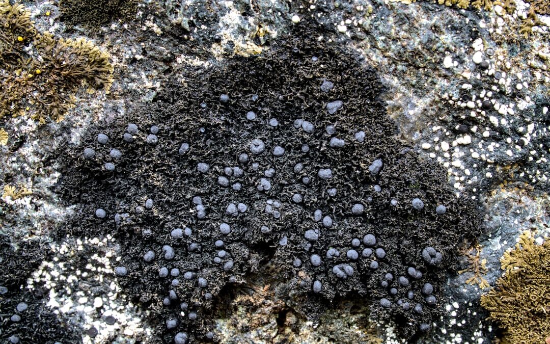 Photo Black mold