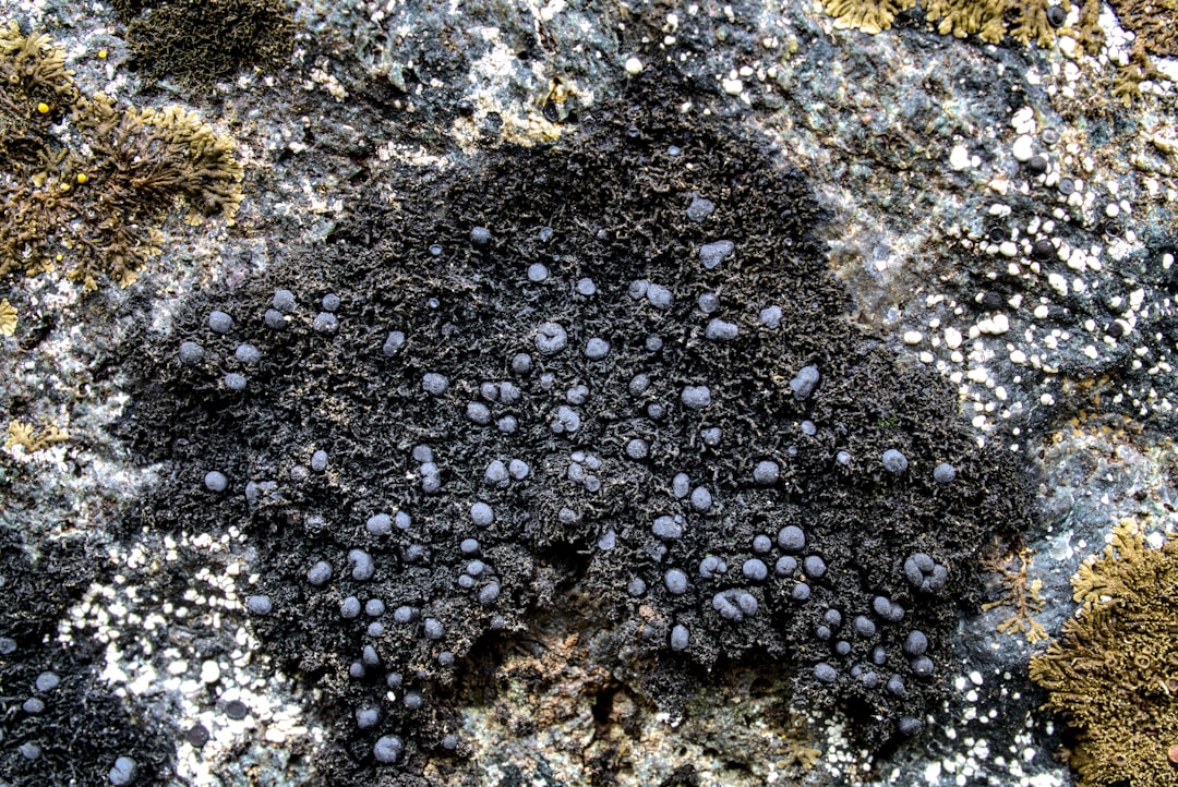Photo Black mold