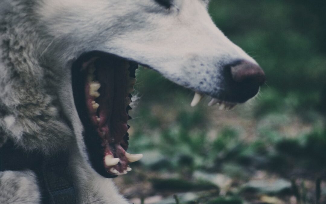 Photo Wolfs mouth
