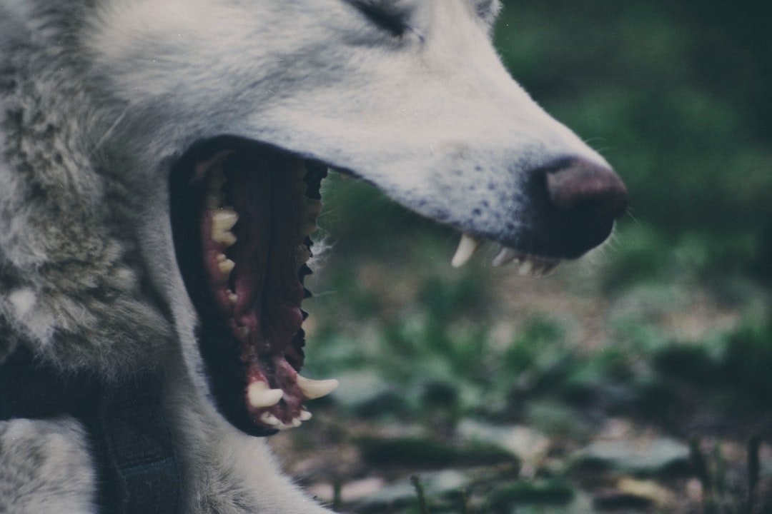 Photo Wolfs mouth