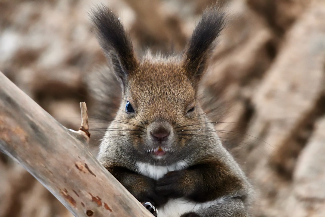 Photo Rabbits mouth