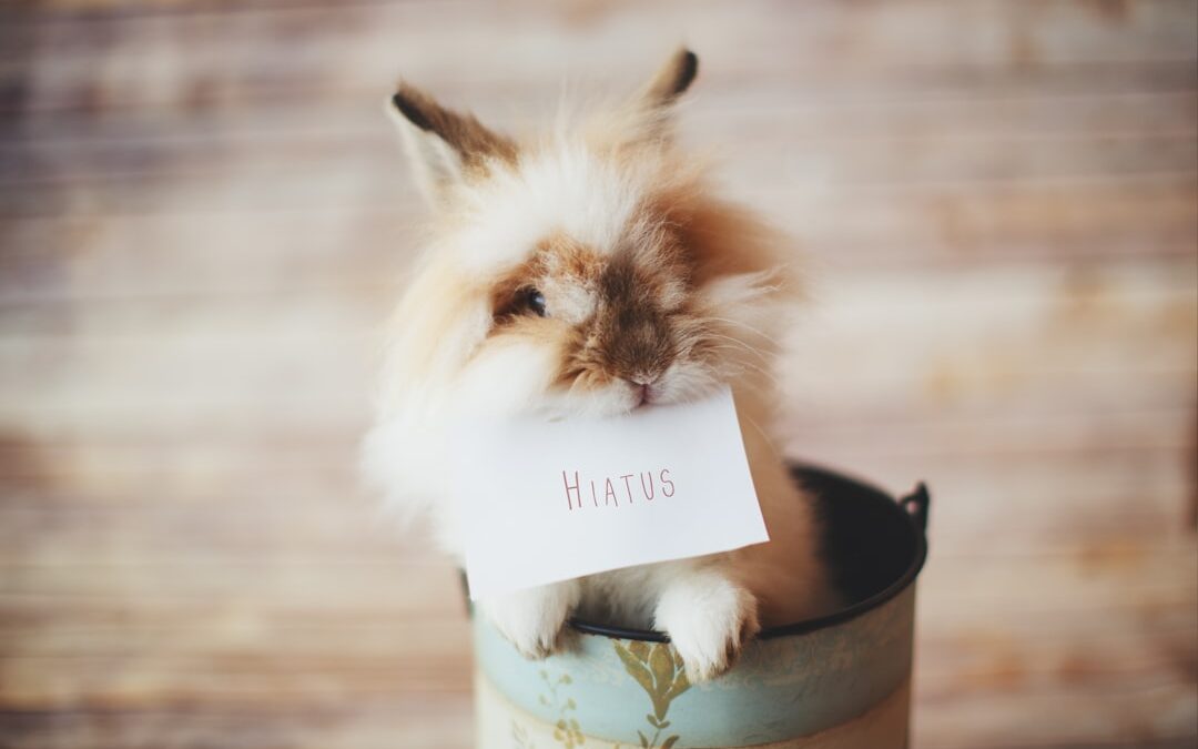 Photo Rabbit with bandages