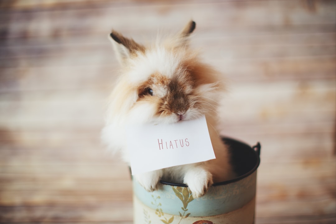 Photo Rabbit with bandages