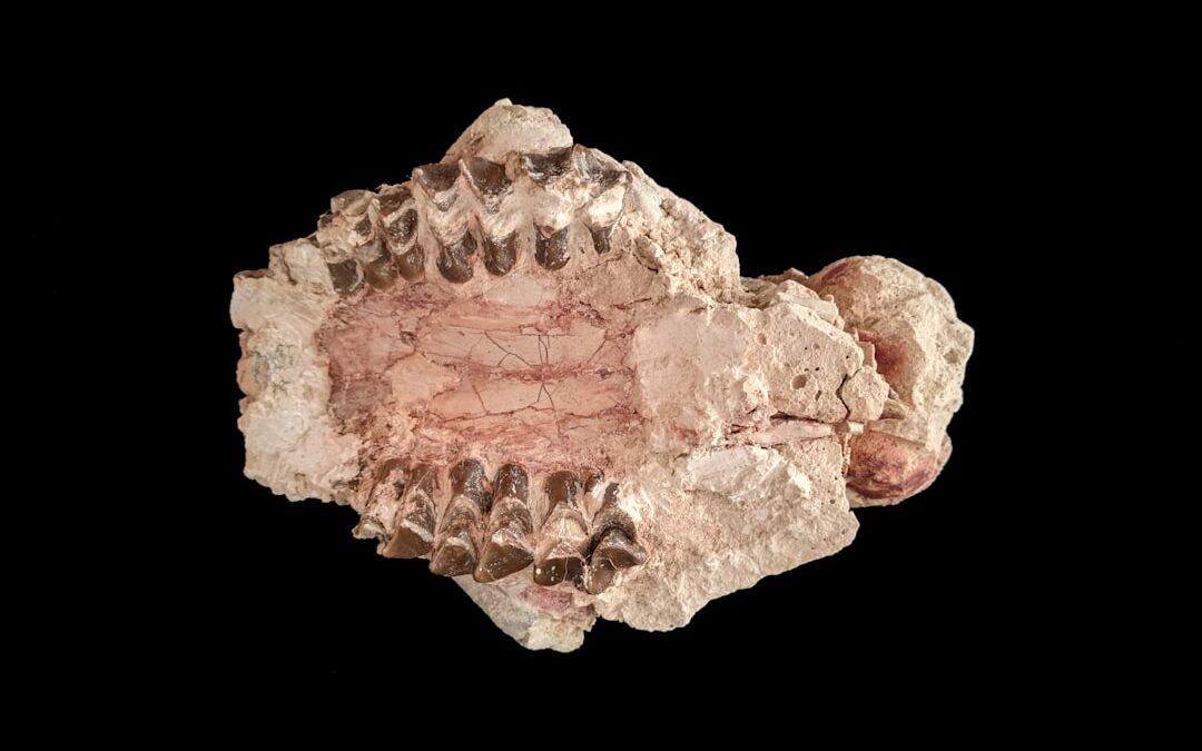 Photo Bone structure
