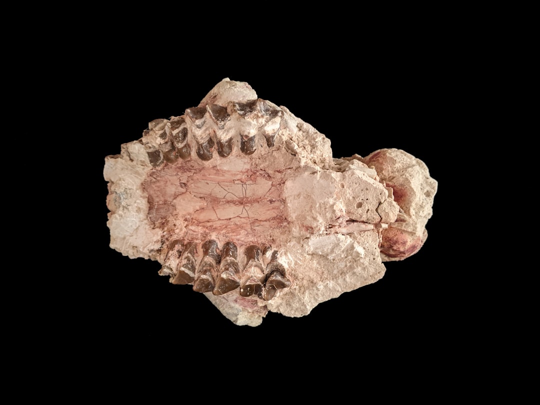 Photo Bone structure