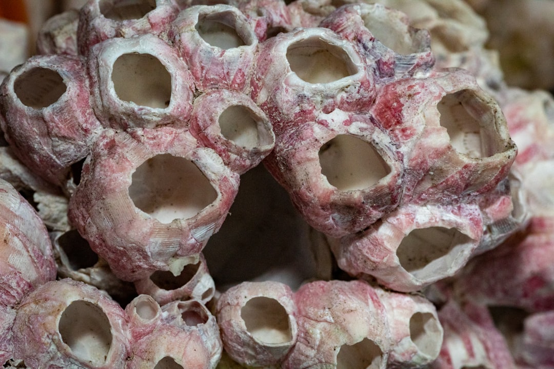 Photo Bone tumor