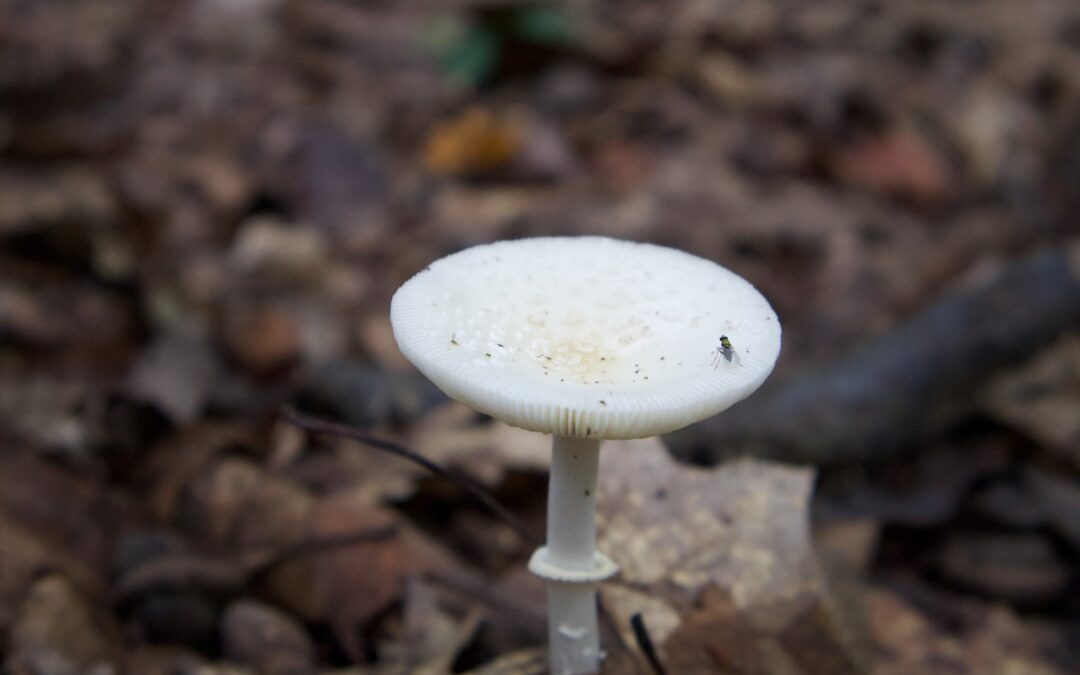 Photo Mushroom cream