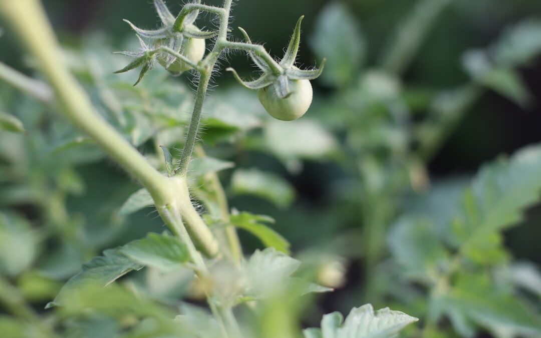 Photo Tomato plants