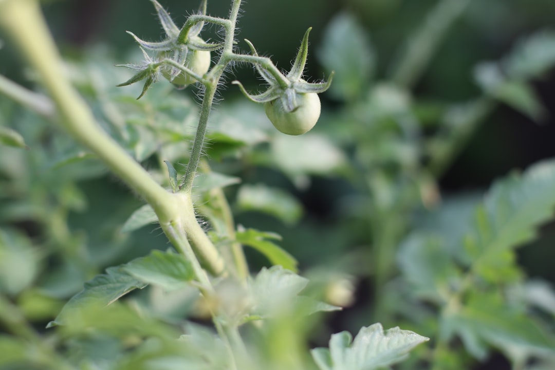 Photo Tomato plants