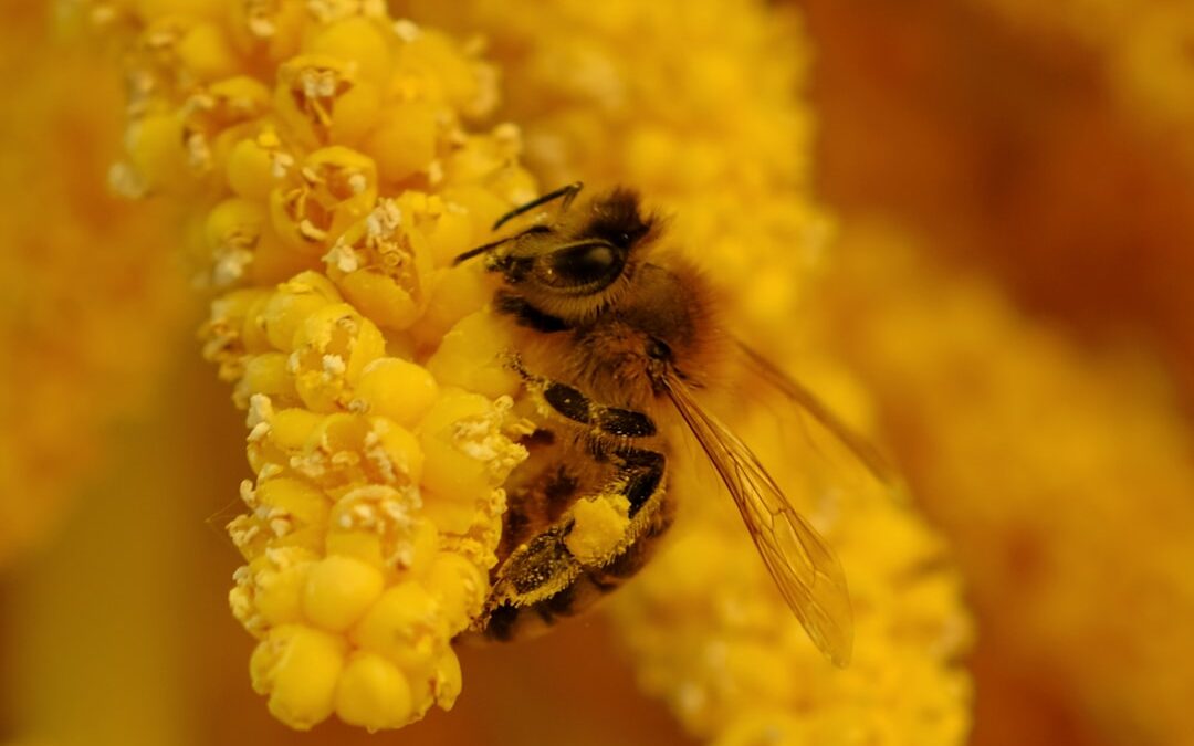 Photo Pollen mask