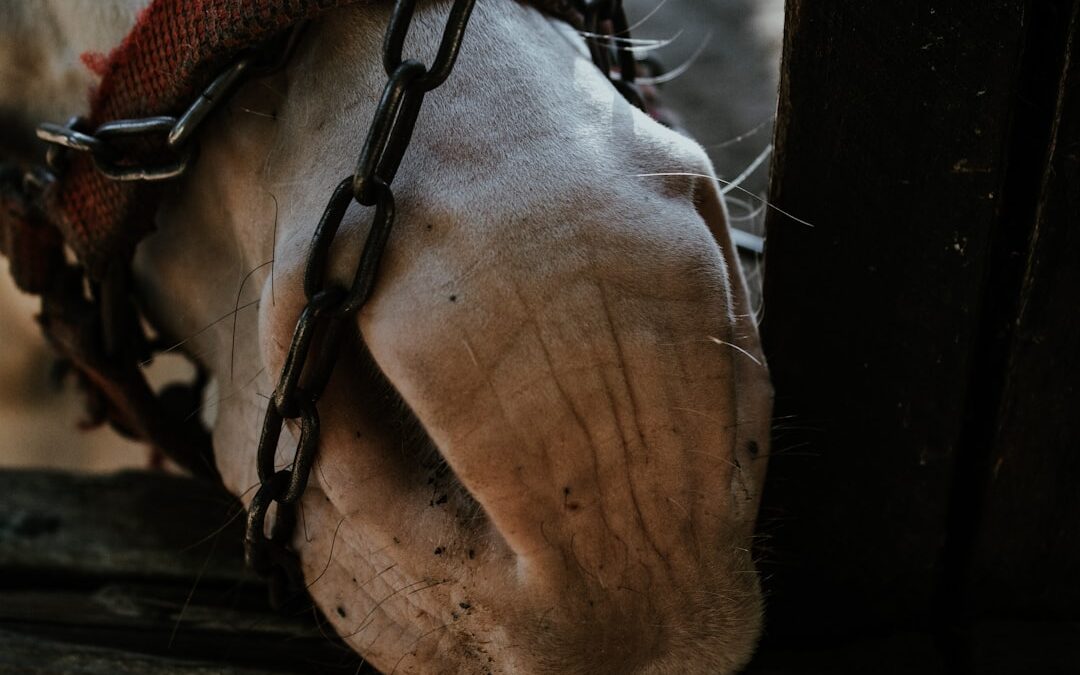 Photo Damaged hooves