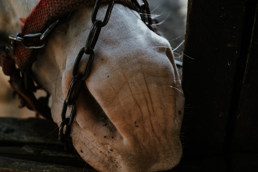 Photo Damaged hooves