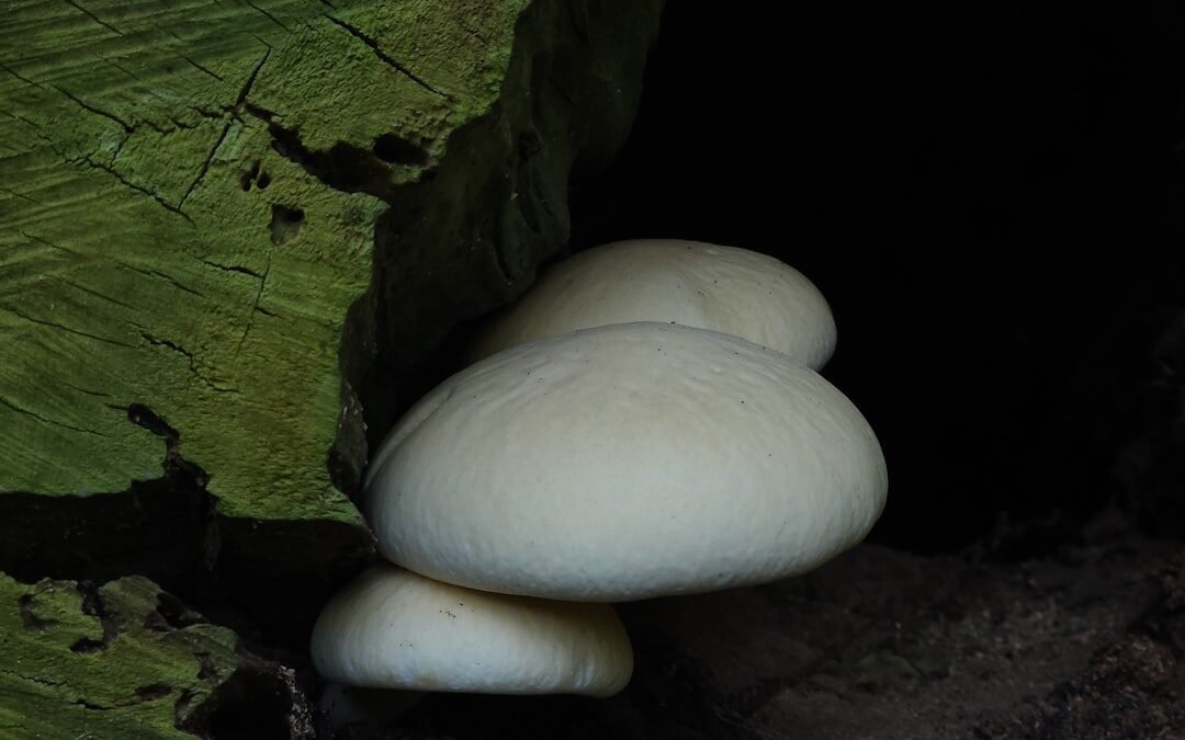 Photo Mushroom cream
