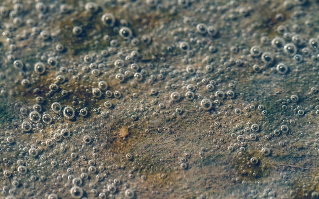 Photo Mold spores