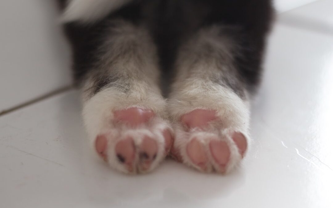 Photo Foot care