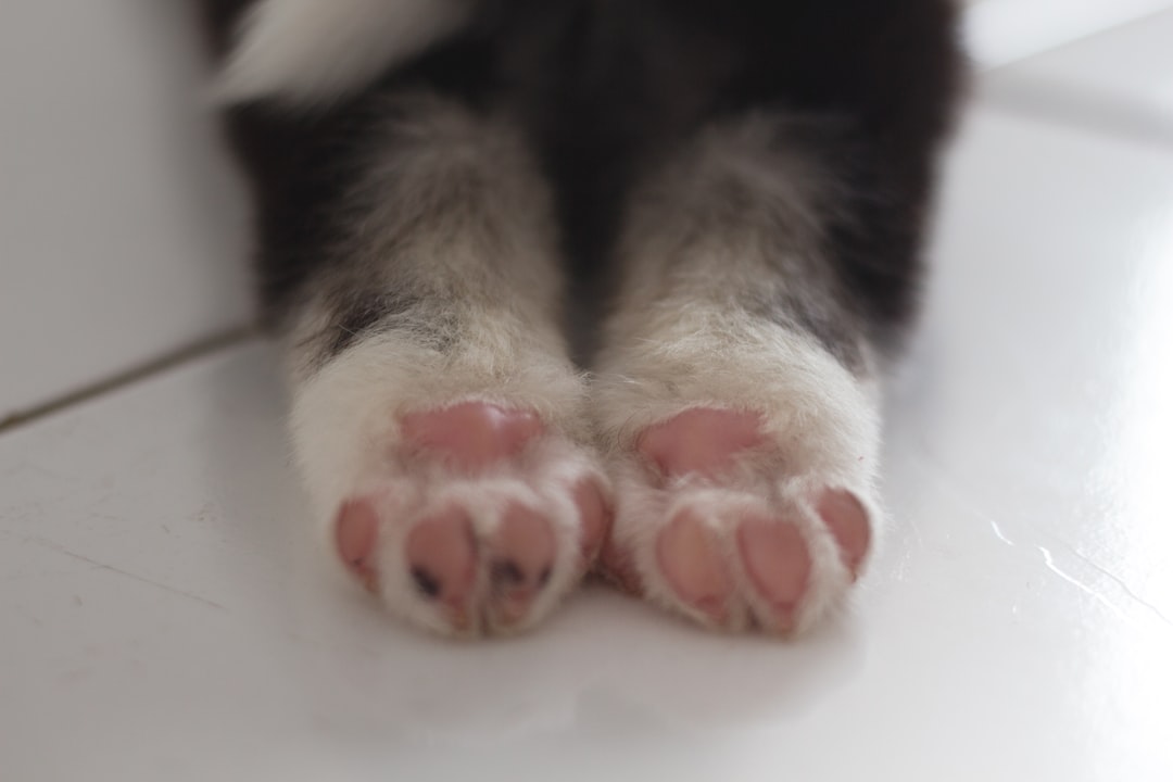 Photo Foot care