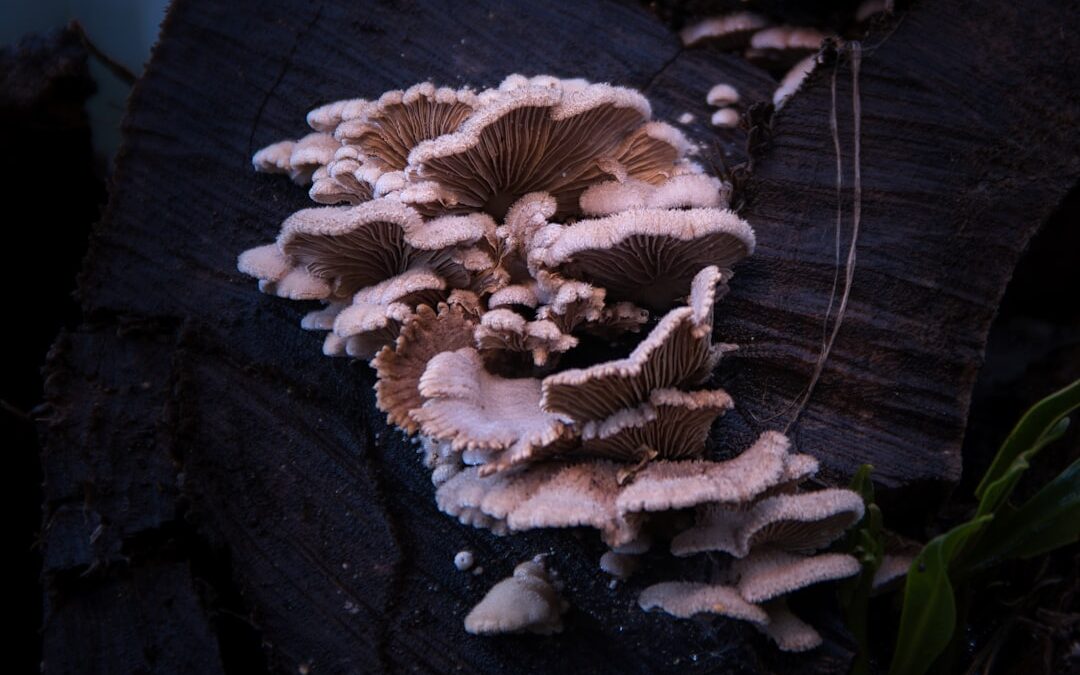 Photo Anti-fungal cream