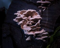 Photo Anti-fungal cream