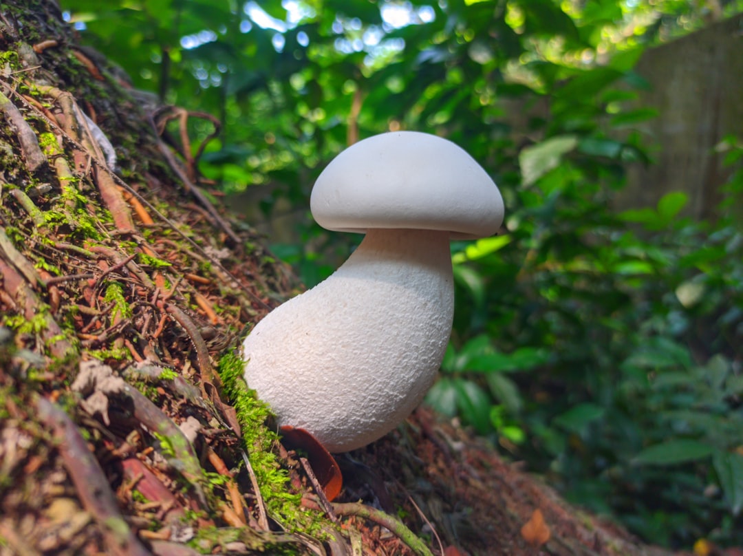 Photo Mushroom-shaped toy