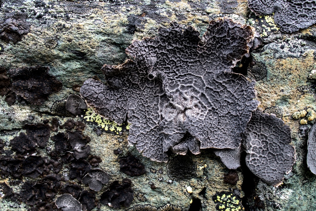 Photo Mold spores