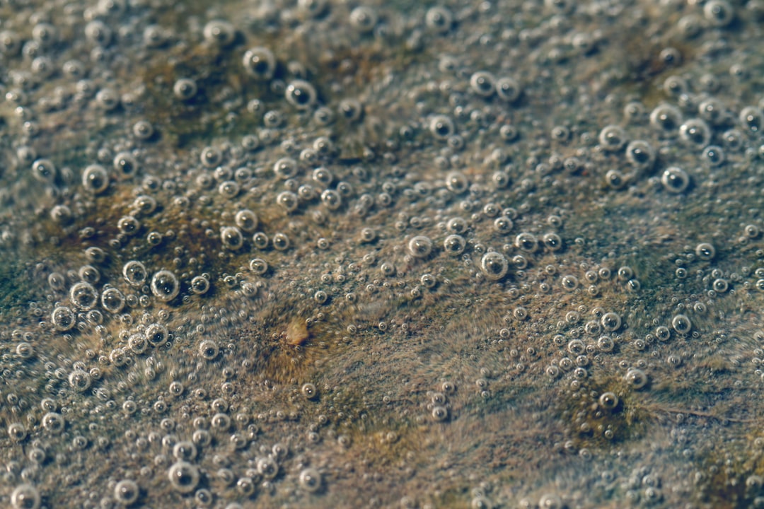 Photo Mold spores