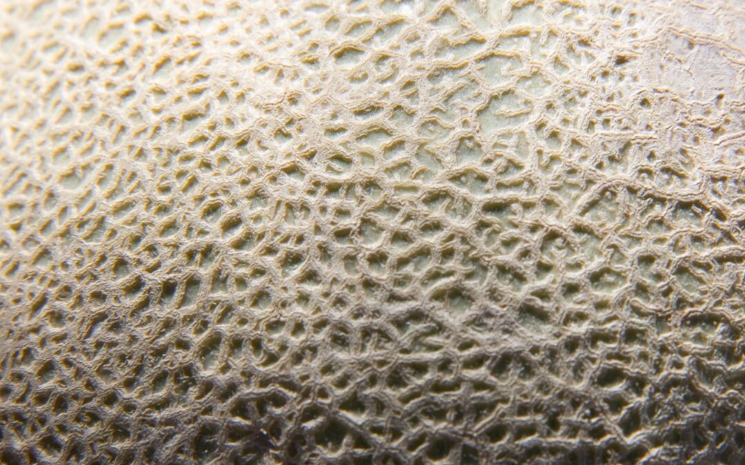 Photo Mold spores