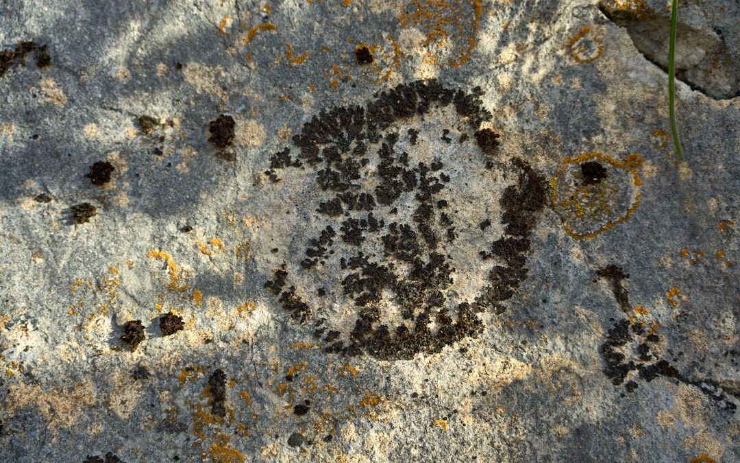 Photo Mold spores