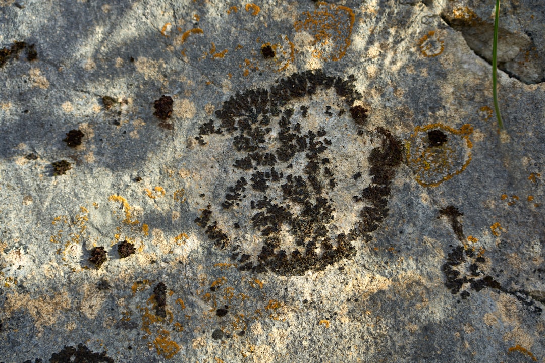 Photo Mold spores