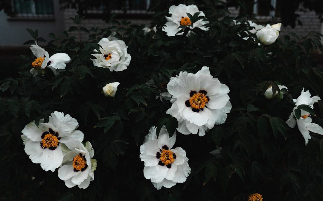 Photo White patches