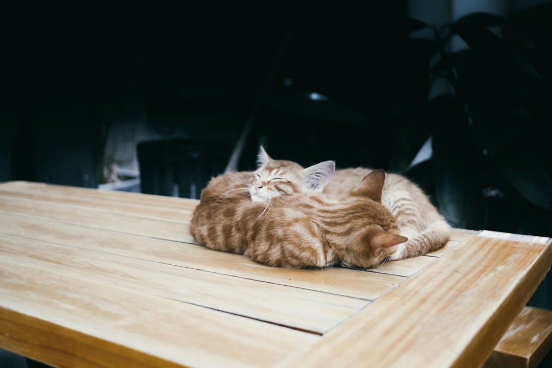 Photo Sleeping position