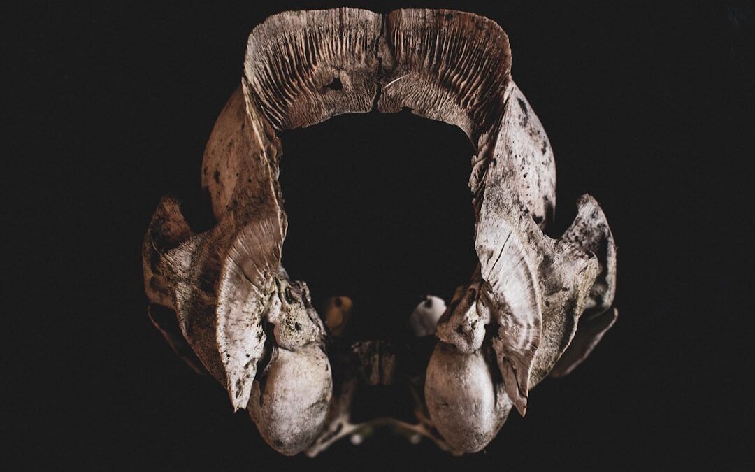 Photo Thyroid gland