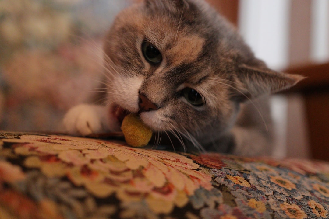 Photo Cat with pill