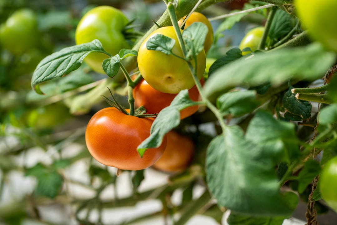 Photo Tomato plants