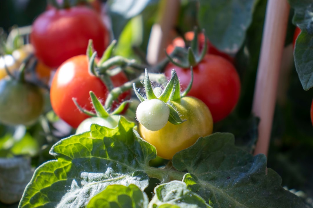 Photo Tomato plant