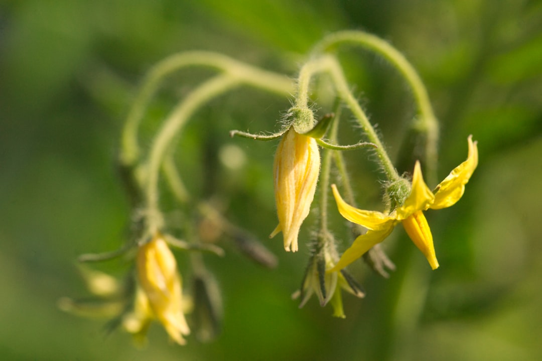 Photo Tomato plant