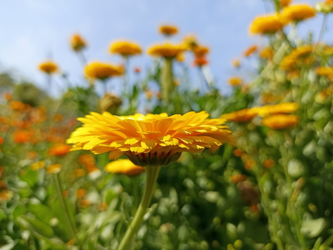 Photo Allergy relief