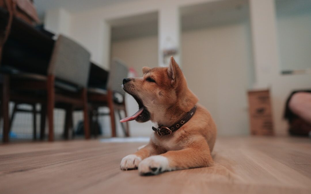 Photo Therapy dog
