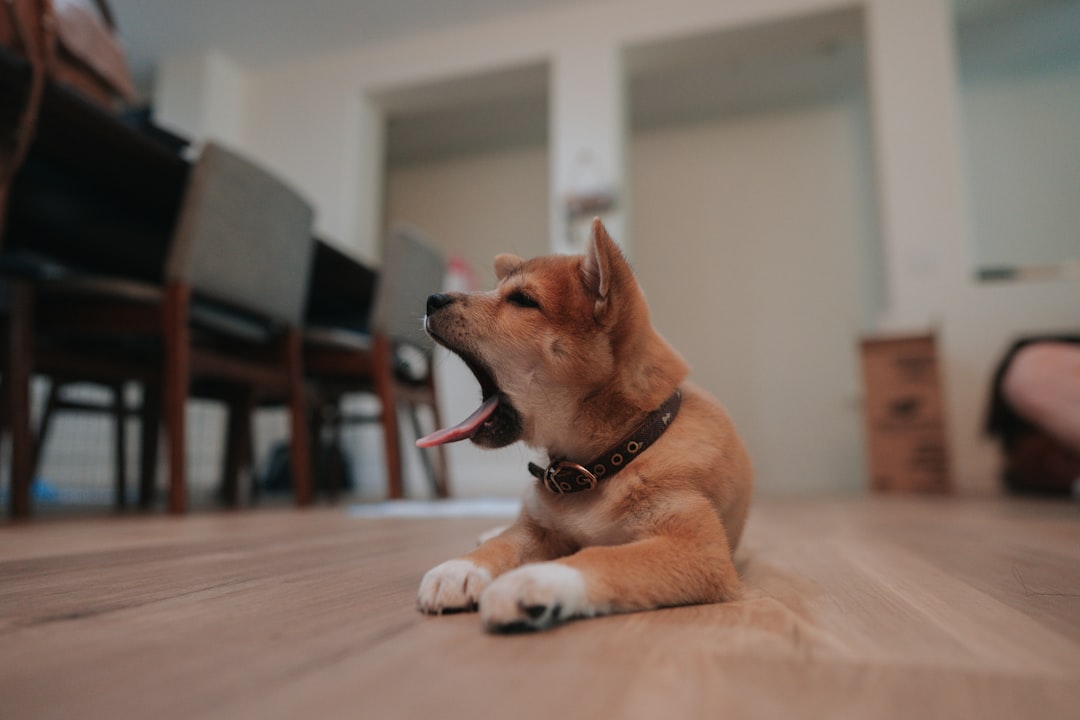 Photo Therapy dog