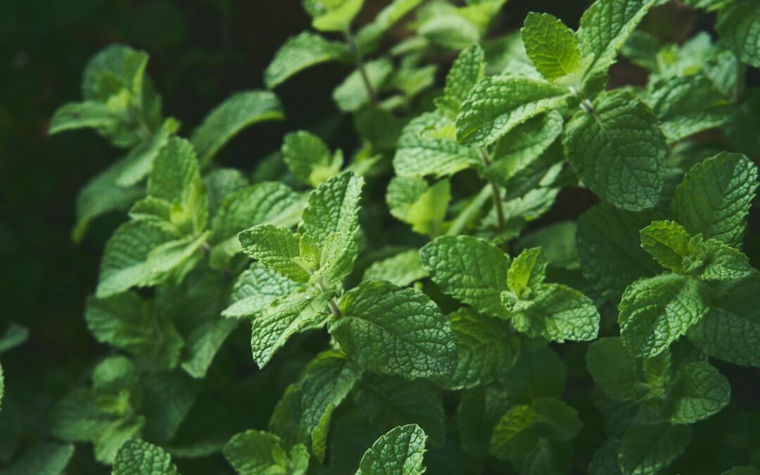 Photo Herbal remedies