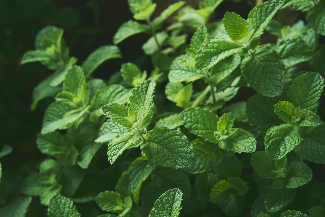 Photo Herbal remedies