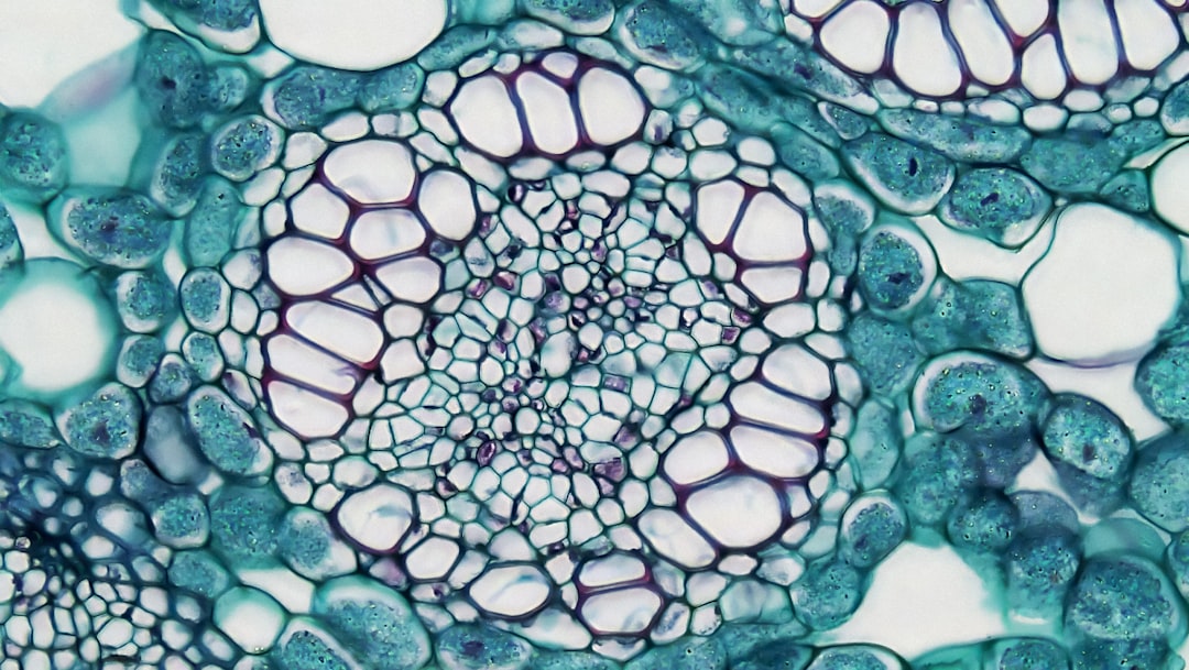 Photo Microscopic view