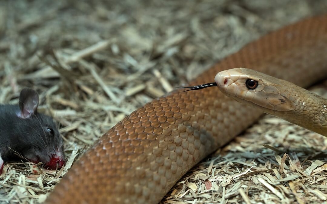 Photo Snake venom